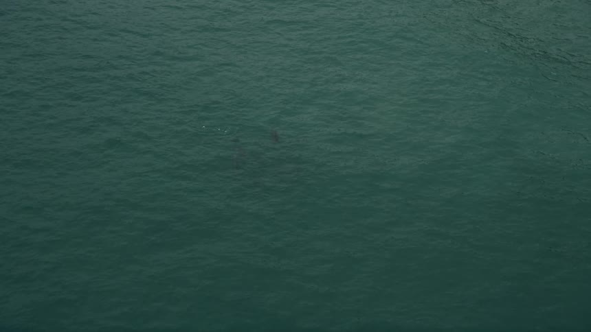 A school of dolphins swim in the Pacific Ocean near Malibu California as seen from an aerial view