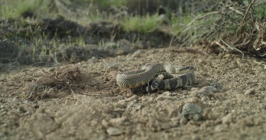 Rattlesnake curls up to strike while hissing