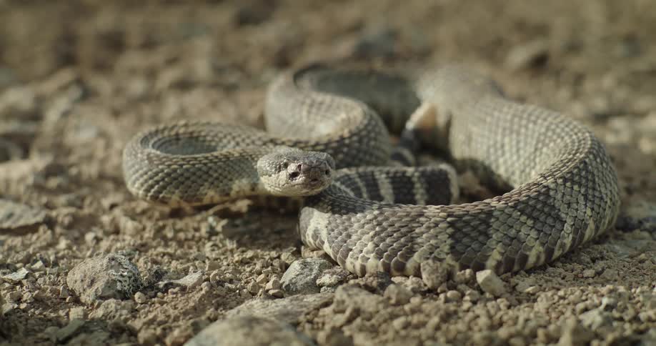 Close up of a rattle snake flicking out its tongue in the desert at daytime while preparing to strike