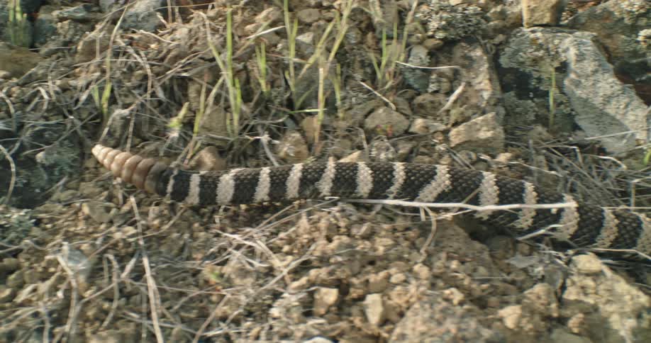Northern pacific rattlesnake slithering through rocky terrain