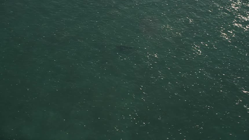 Aerial footage of a shark swimming in the Atlantic ocean during sunset in Marathon Florida