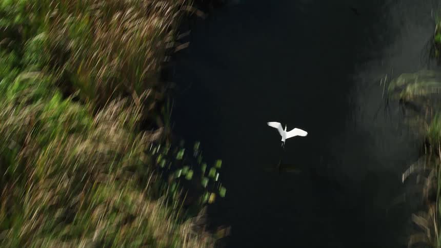 An aerial view captures birds flying over a river in the Florida Everglades surrounded by lush greenery on a sunny day