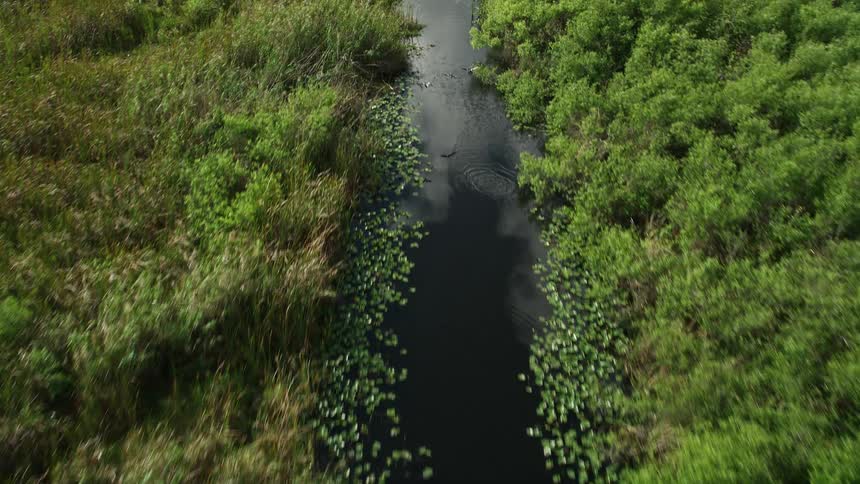 Aerial view of birds soaring over a flowing river surrounded by vegetation in Floridas Everglades National Park