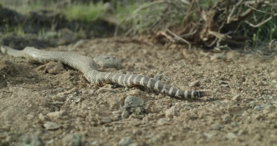 A rattlesnake slithers across the ground holding up its rattler as it moves