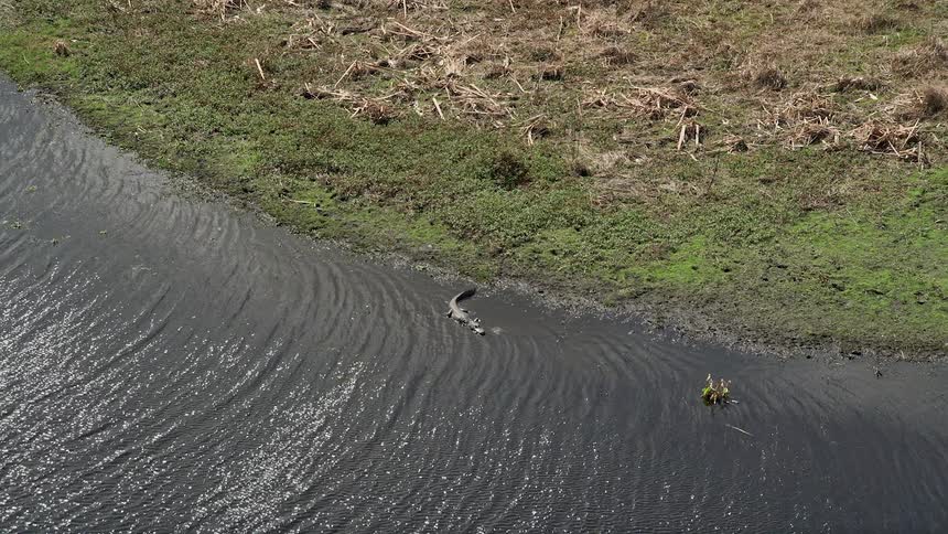 An aerial view of an alligator swimming in the river near Cocoa Florida with partly cloudy skies wetlands and marshland in the background