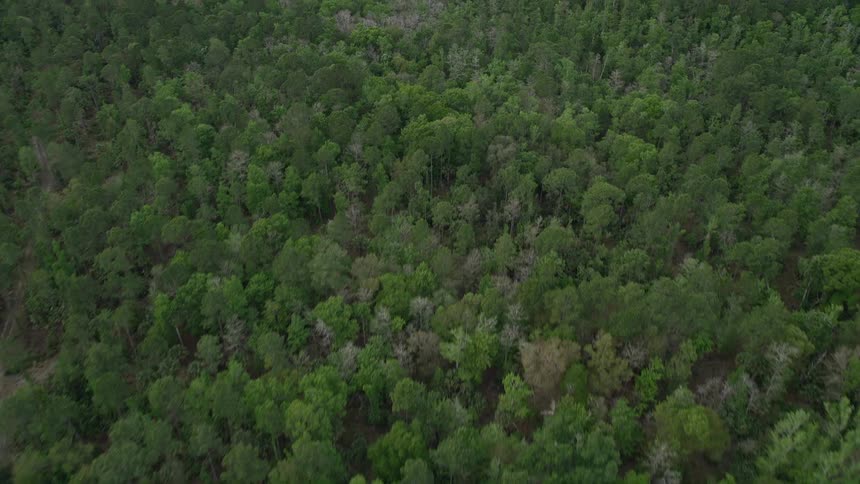 Aerial view of forests and clearings in La Belle Florida with green treetops a stream and partly cloudy skies during daytime