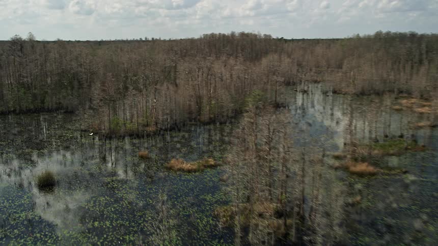 Aerial footage of a swamp in Orlando Florida reveals a flock of white birds flying over wetlands with partly cloudy skies