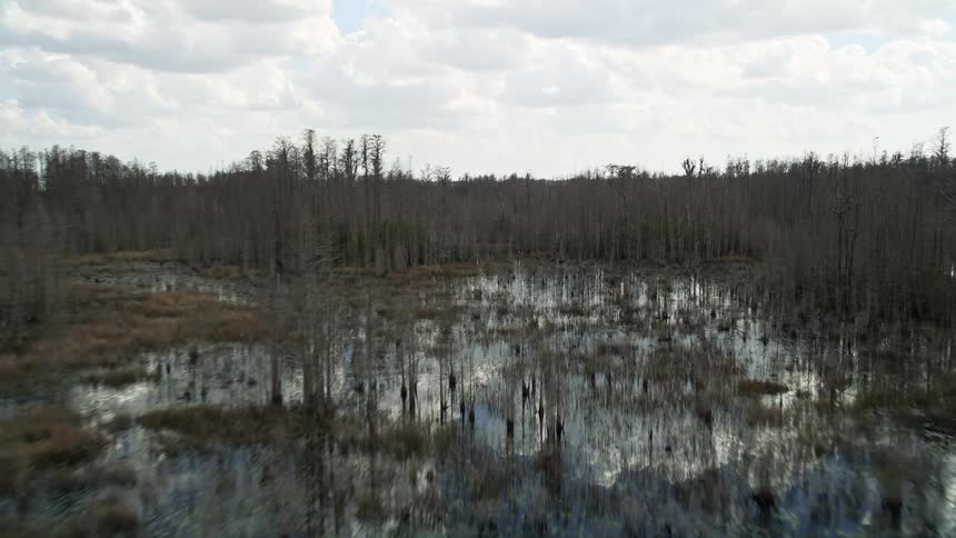 Low altitude aerial footage flying over swamp lands in Orlando Florida capturing the stunning reflections of the sky and the lush greenery of plants and trees during daytime