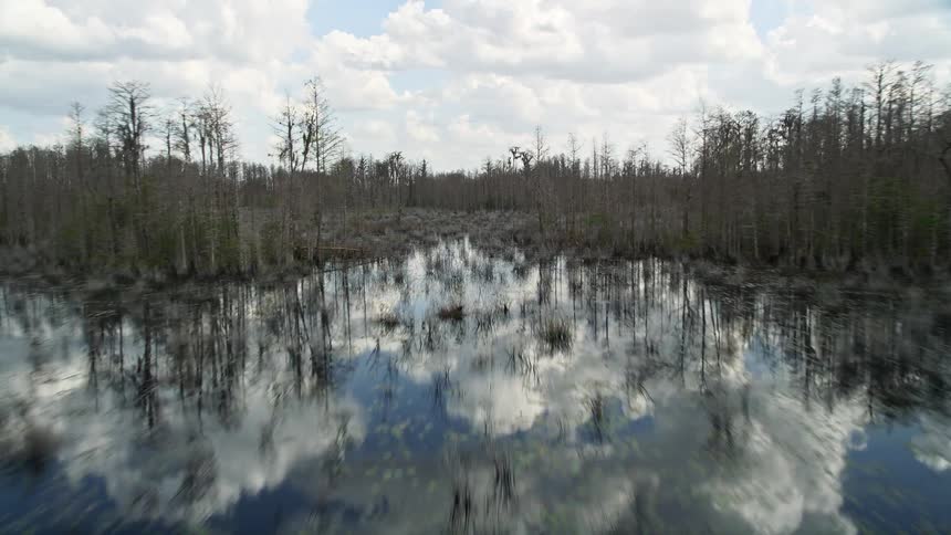 Flying low over a swampy wetlands area in Orlando Florida during the summer months surrounded by lush green trees and partly cloudy skies