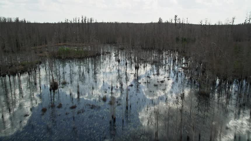 A low altitude fly over of a wetland swamp with bare trees and water in Orlando Florida during a partly cloudy daytime