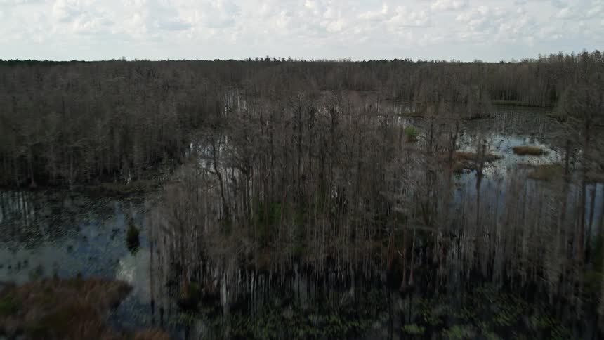 An aerial shot of swampland and leafless trees in Orlando Florida during summertime