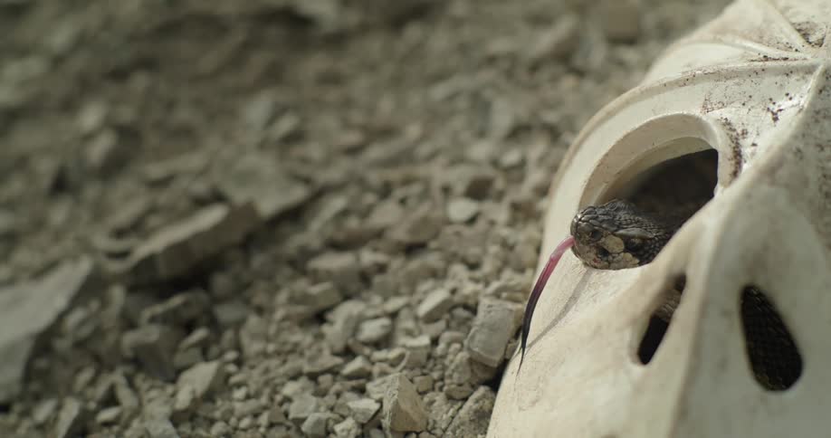 Close up of a snake flicking out its tongue out of the eye of a mask on the desert