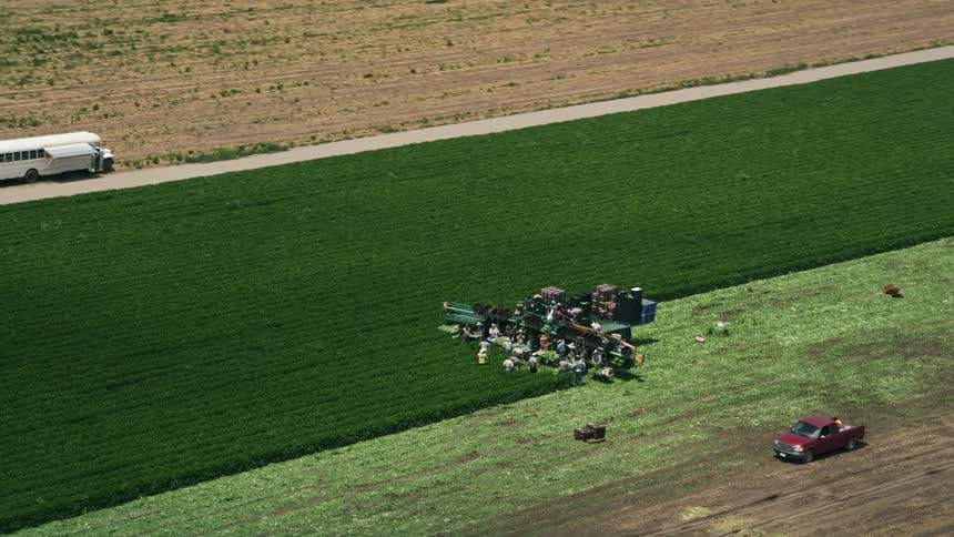Aerial footage of farm workers harvesting crops in a field in Camarillo California