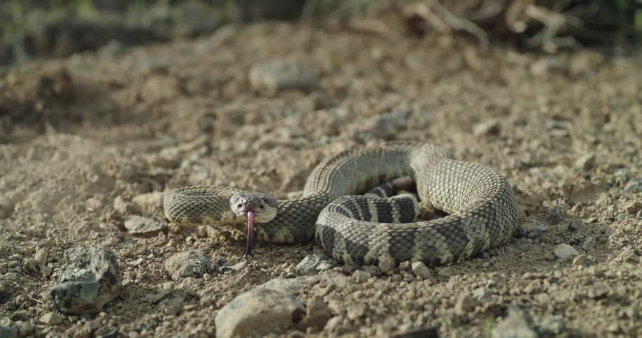 A rattlesnake coiled on the ground waiting to attack as its forked tongue flicks up and down