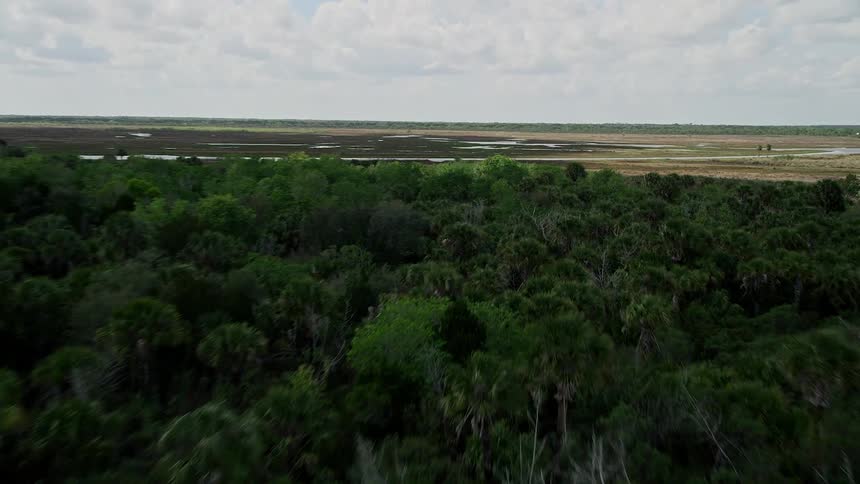 Fly low over palm trees and forests as you enjoy an aerial of the wilderness in Cocoa Florida