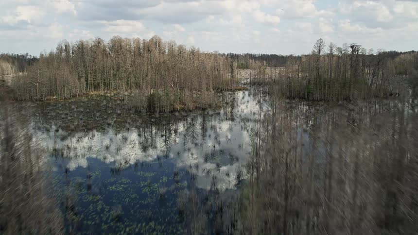 An aerial fly-over of bare trees revealing swamplands in Orlando FL during a partly cloudy day