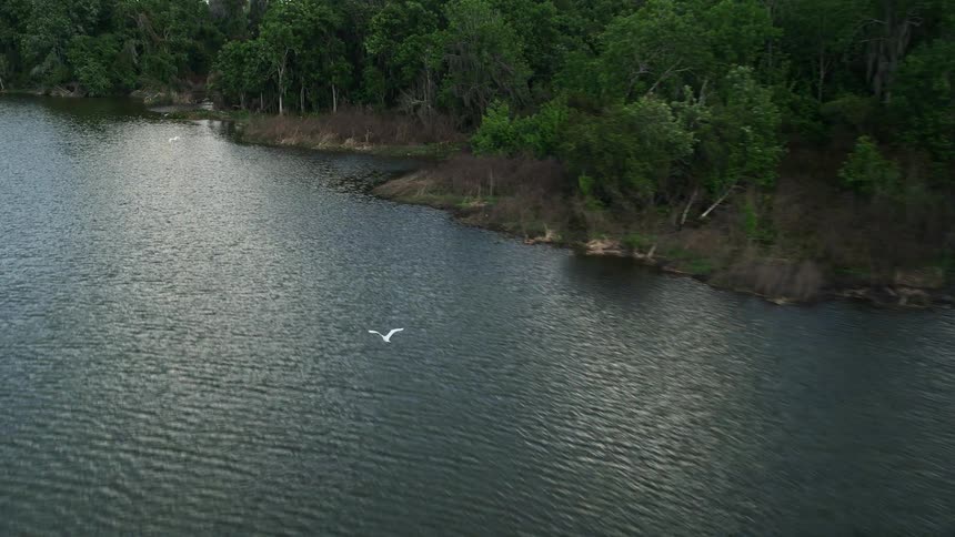 A white bird flies through the tree-lined shore of Lake Apopka in Florida during the day