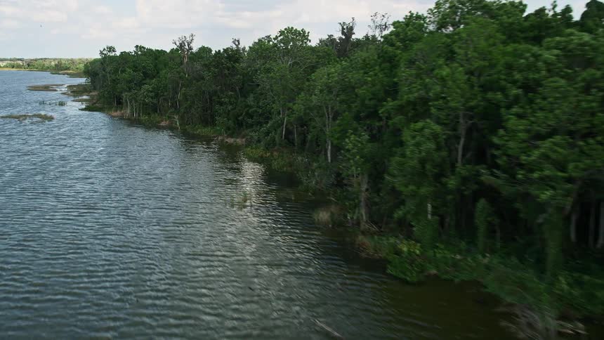 A bird approaches the tree-lined shores of Lake Apopka in central Florida captured in 5K aerial footage during daytime