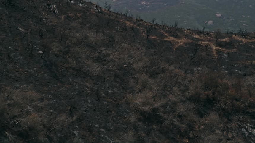 A hawk soars over charred land and surviving trees in the Santa Monica Mountains of California