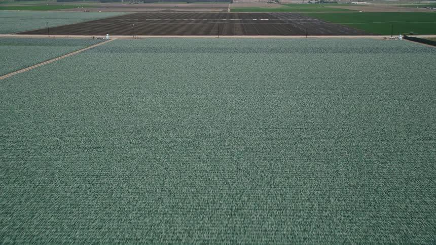 Aerial view of a sunny field of crops in Camarillo California approached and flown over by a drone