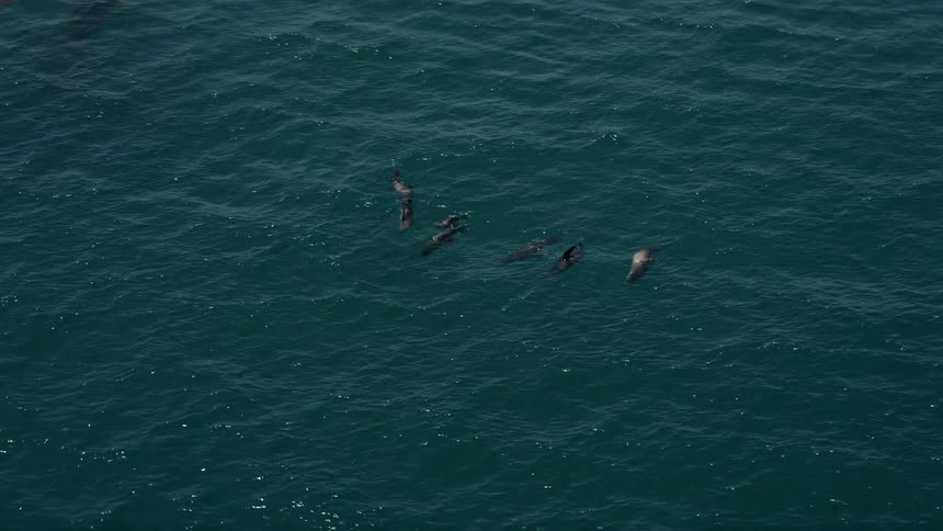 Aerial footage of seven seals tracked in the Pacific Ocean off the coast of Malibu California