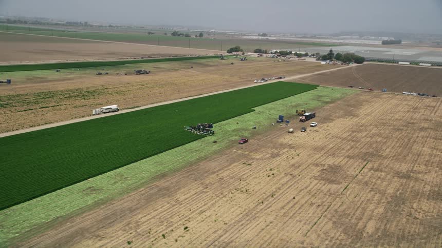 Farm workers operating equipment while harvesting crops on a field in Camarillo California