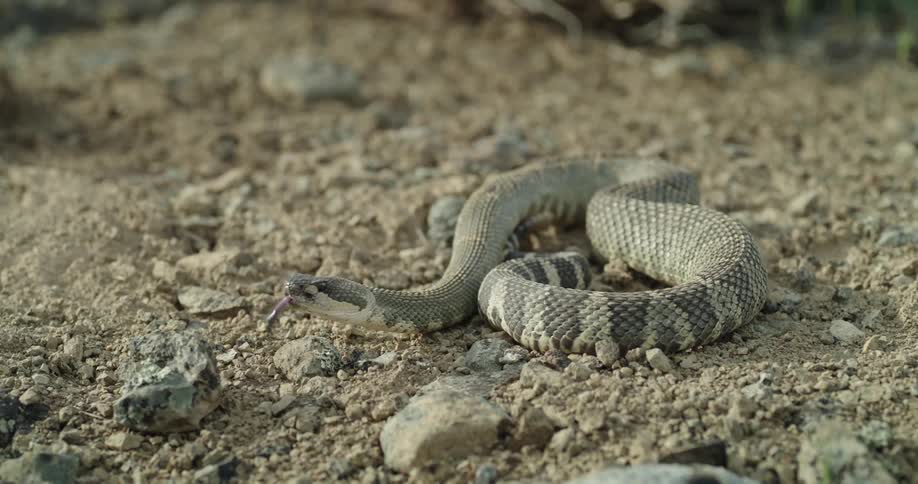 Close up of a rattle snake flicking out its tongue in the desert in the daytime