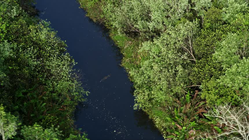 Aerial footage of an alligator swimming in a calm river surrounded by swampy vegetation in Floridas Everglades National Park