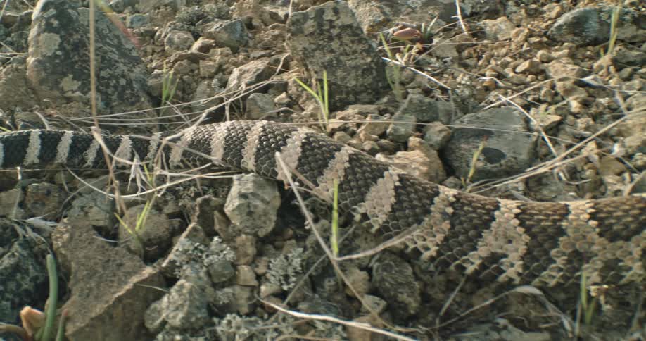 A long rattlesnake slowly slithers across the rocky ground