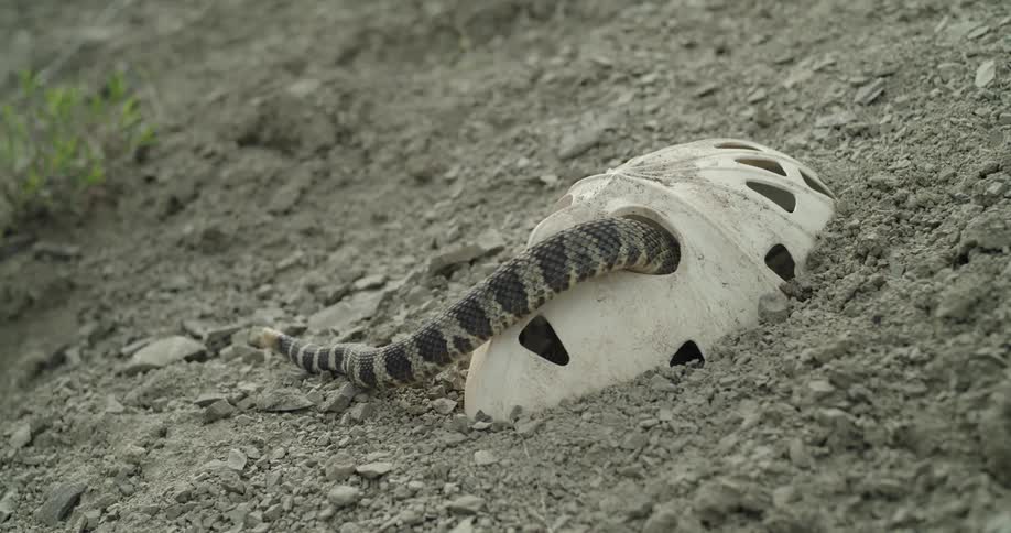 Rattlesnake sneaking into a buried mask in a patch of dirt