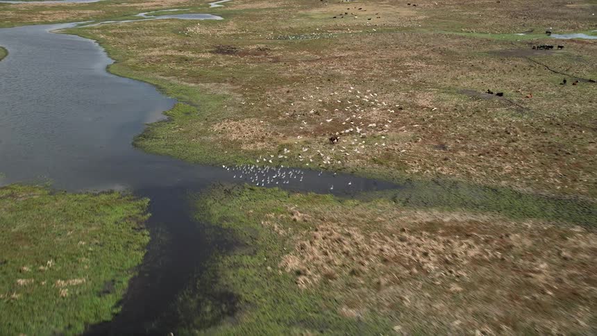 A flock of white birds taking flight in an aerial view of a marsh waterway during summer in Cocoa Florida