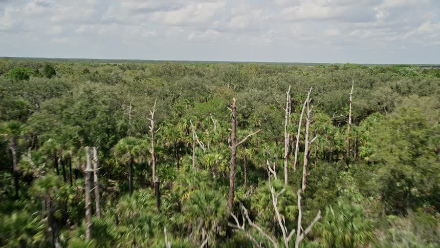 A breathtaking aerial view of palm trees and a forest in Cocoa Florida captured during a sunny summer day