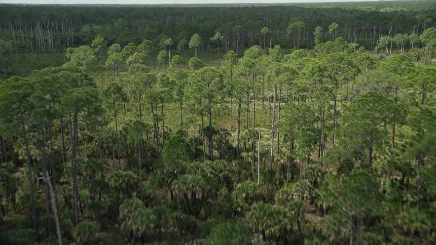 Fly over a partly cloudy deciduous forest clearing in Cocoa Florida during the summer