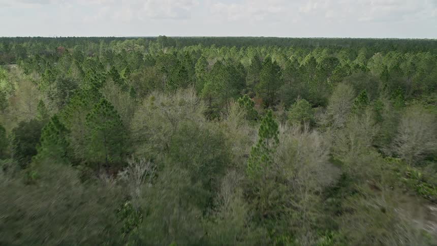 Flying low over a dense forest on a partly cloudy day in Cocoa Florida providing a breathtaking aerial view of the natural wilderness and revealing tree-covered forest roads