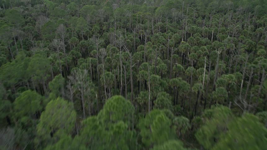 Aerial footage of dense forest in Cocoa Florida with a narrow trail running through it tilting up to show the surrounding landscape