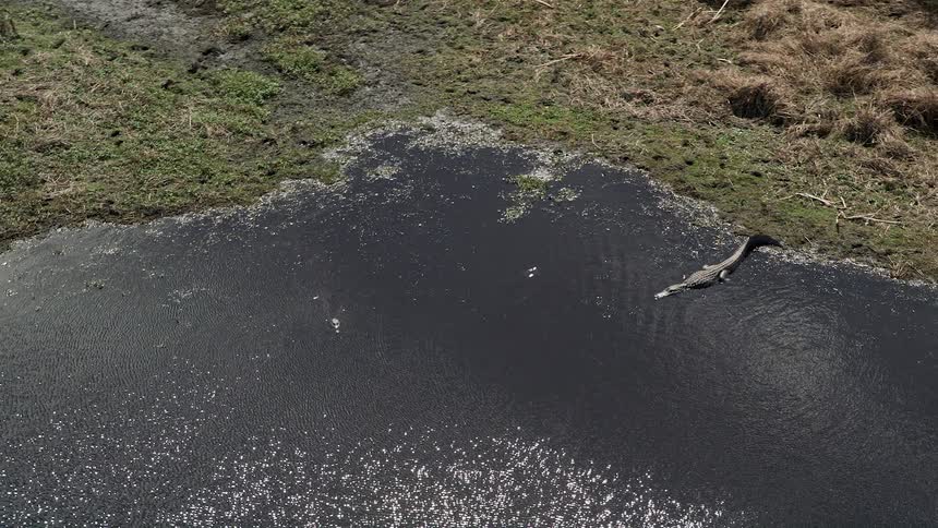 An aerial video of an alligator approaching the riverbank in Cocoa Florida during the daytime