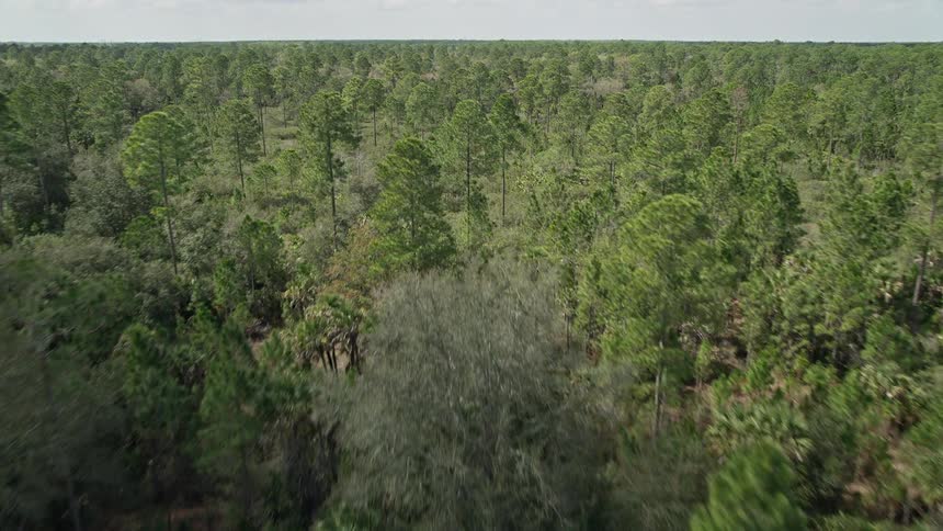 Aerial footage of dense trees filling the horizon while flying over a forest in Cocoa Florida during the summer