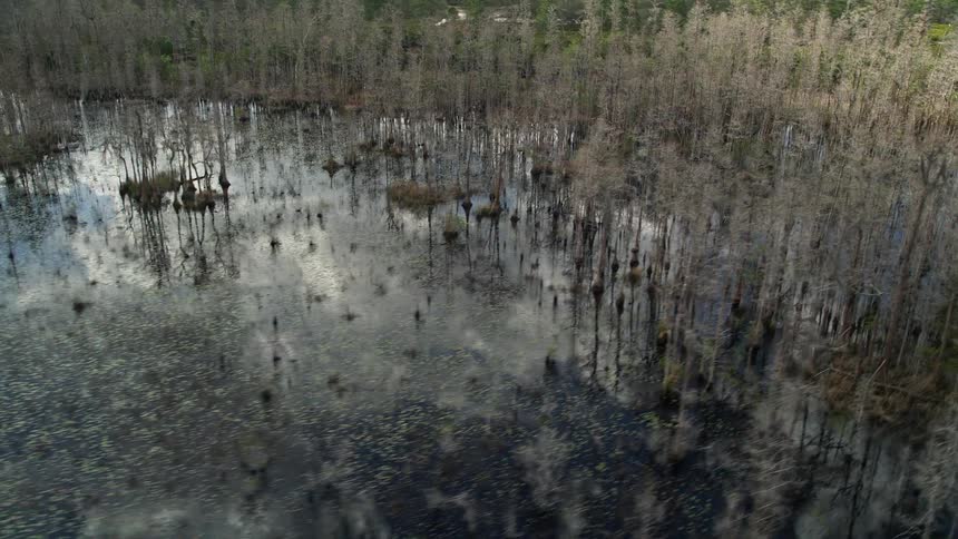 A drone aerial view of swampland with reeds and reflections of the sky off water during a partly cloudy day time in Orlando Florida