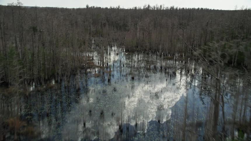Flying over the wetlands of Orlando Florida this aerial footage captures swamps and tall plants with a white bird taking flight
