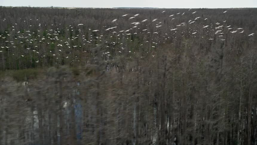 Aerial footage of a flock of birds flying over a wetland in Orlando Florida during the day