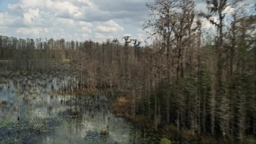 A low-altitude aerial shot captures the lush green trees and swampy terrain of Orlando Florida as the camera flies at a low height over the swamplands during the day