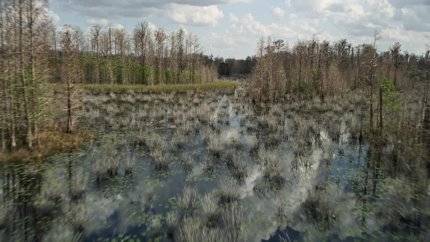 A birds-eye view of swamp trees in Orlando Florida during the spring or summer season