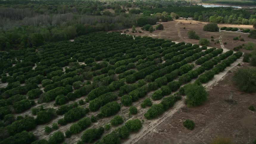 Approaching and flying by an orchard in Orlando Florida during the daytime with partly cloudy skies and a rustic agrarian landscape
