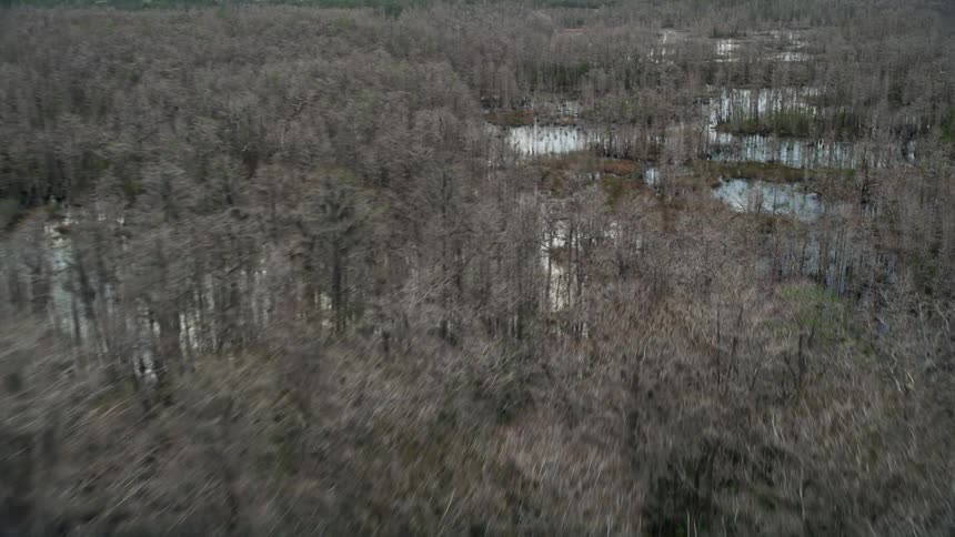 Fly over wetlands and leafless trees in central Florida during summer
