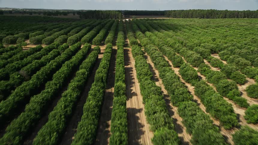 Flying above rows of trees in an orchard in Clermont Florida during the daytime in summer