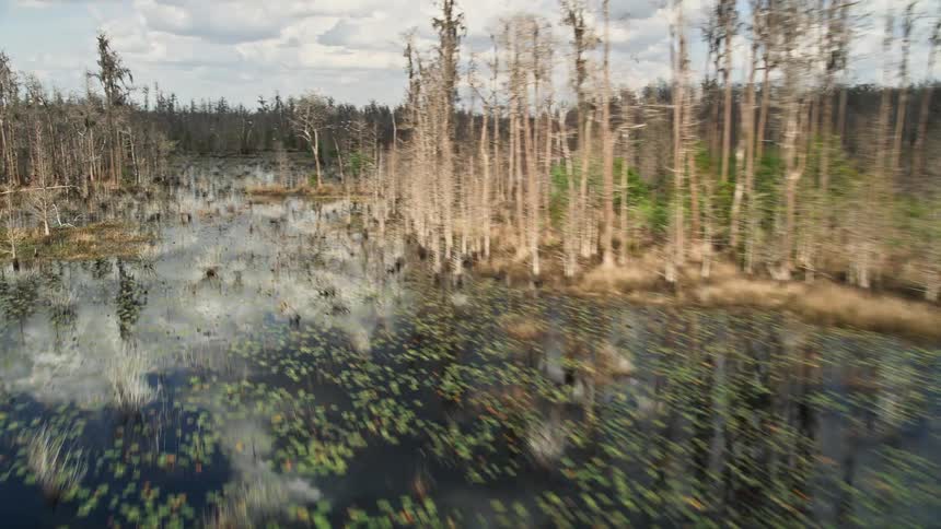 A low altitude aerial view reveals a swampy marsh in Orlando Florida during the summer