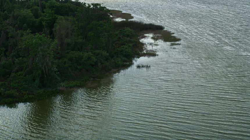 Aerial view of trees lining the shoreline of Lake Apopka in Florida on a partly cloudy day