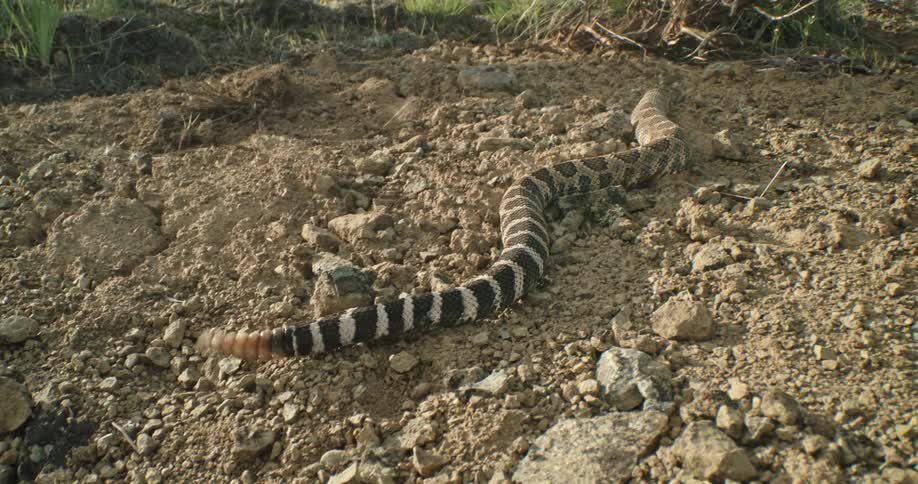 A rattlesnake crawls on the ground towards a sage bush
