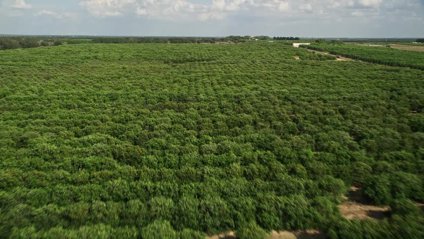 A stunning aerial view of farmland in Clermont Florida showcasing rows of trees in an orchard and a flyover of the scenic landscape
