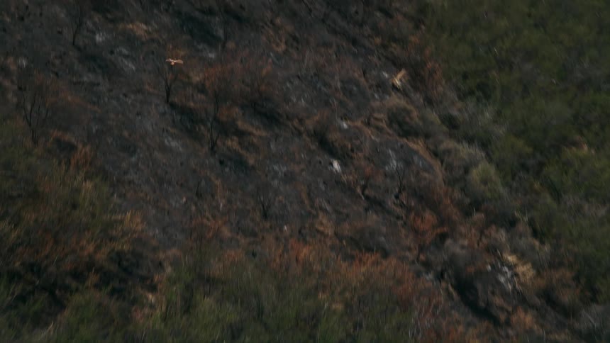 A hawk flies over the charred remains of a forest in the Santa Monica Mountains California